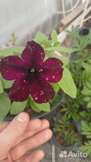 Ампельные петунии