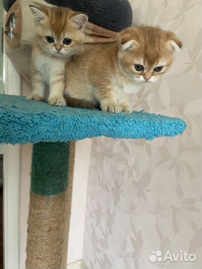 Шотландская кошечка