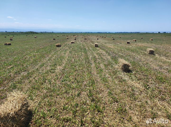 Сено свежее