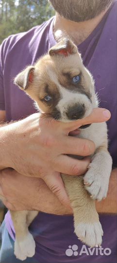 Щенки хаски+ стаф