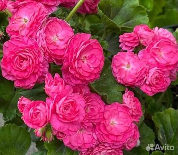 Черенки пеларгонии