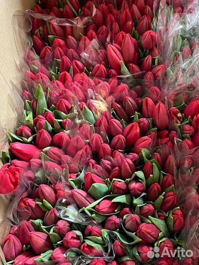 Тюльпаны оптом