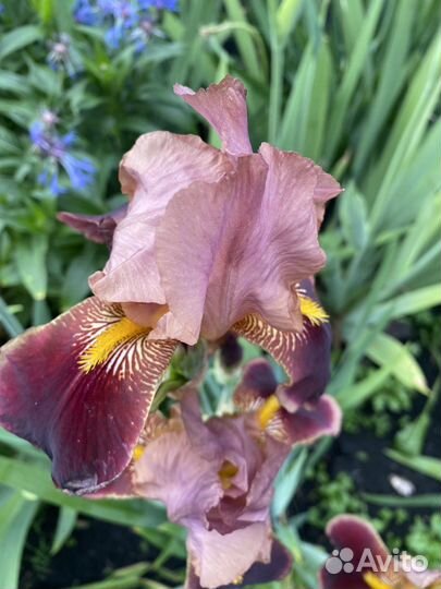 Продам ирисы