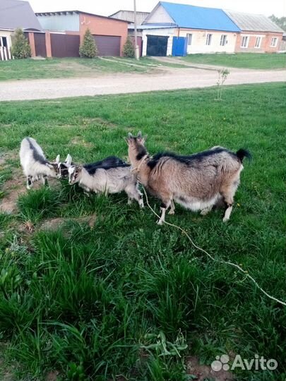 Коза и 3 козленка