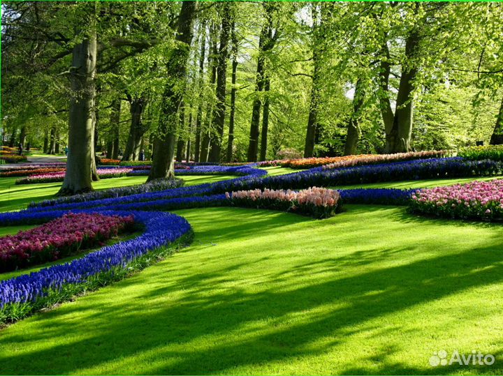 Семена газонной травы