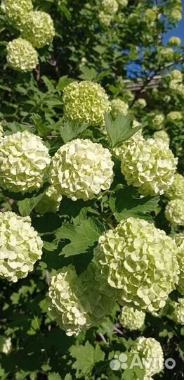 Калина Бульденеж