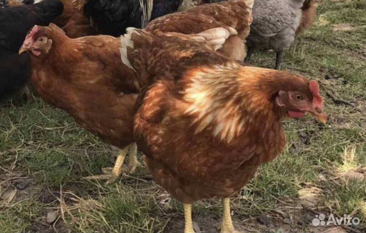 Куры несуки с бесплатной доставкой