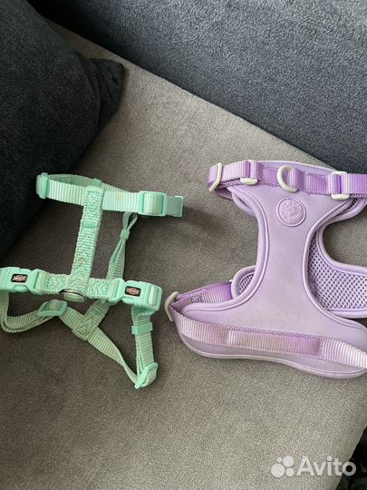 Амуниция для собак