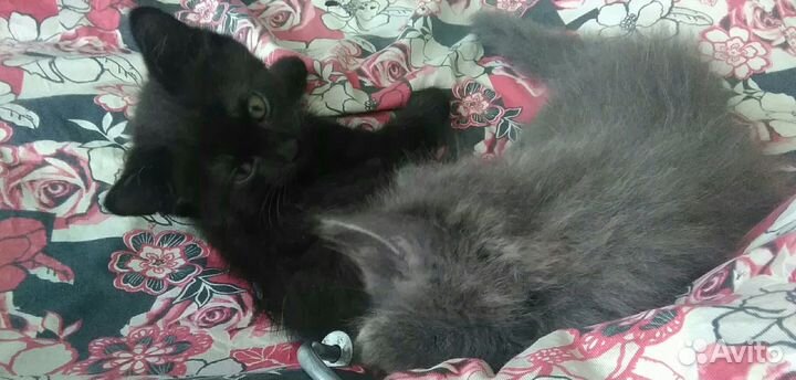 Котики