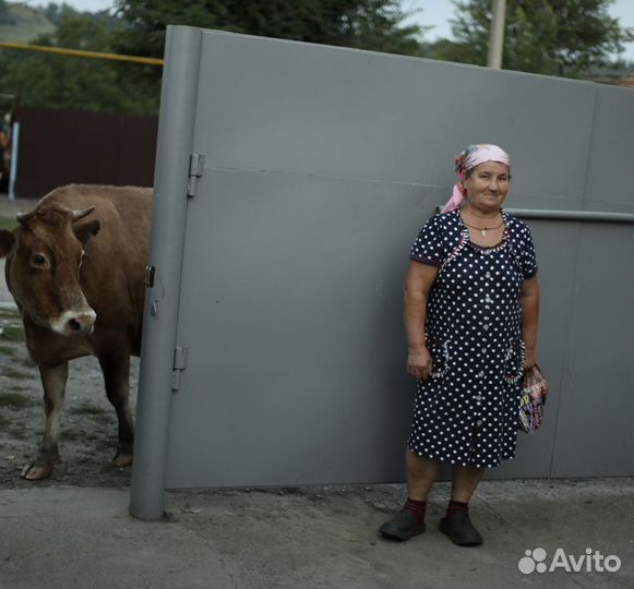 Молоко, яйца,творог домашние,масло