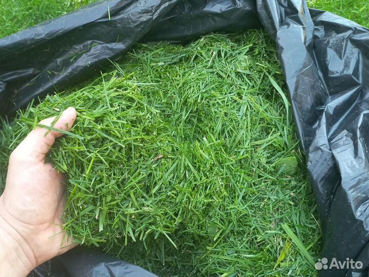 Трава для животных/птиц