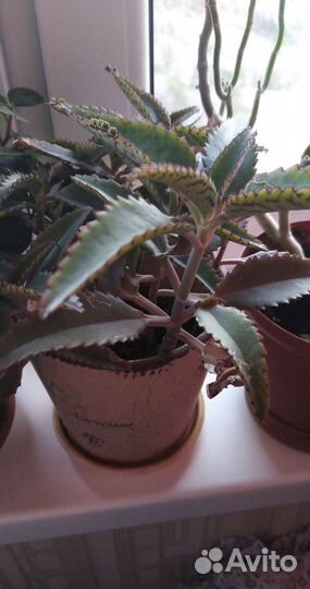 Каланхоэ(действенное средство от насморка)