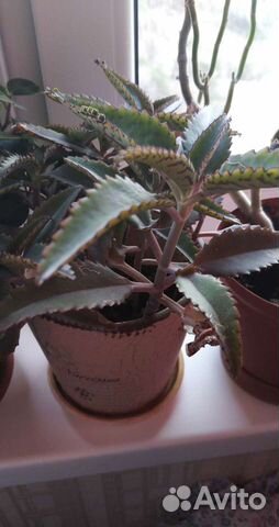 Каланхоэ(действенное средство от насморка)