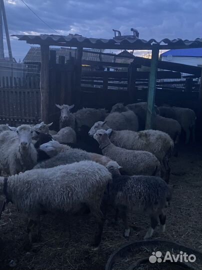 Овцы бараны