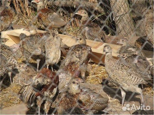 Фазан суточный, 18.05, румынский и охотничий