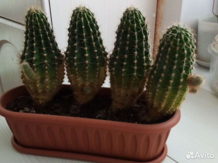 Кактус взрослый с детками