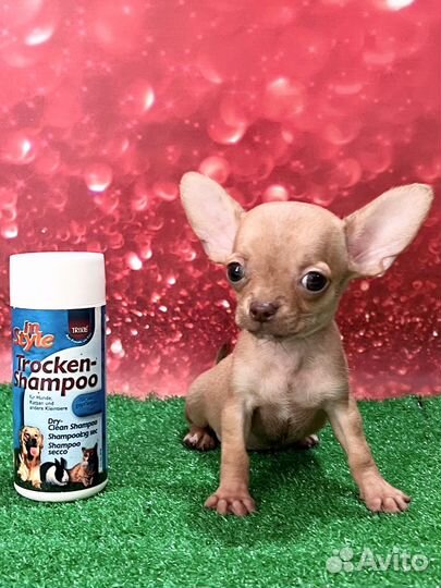 Супер Мини мальчик чихуахуа. Ангел