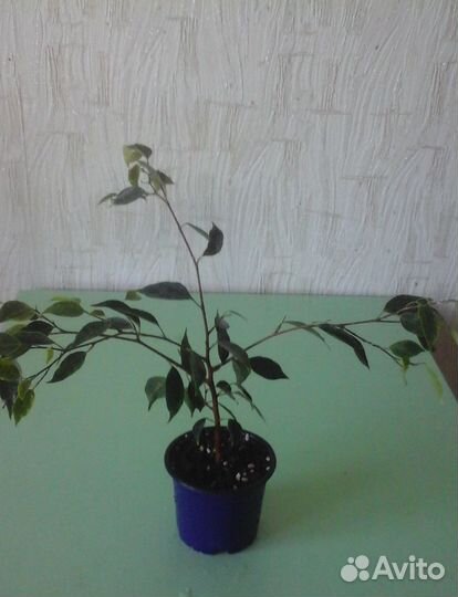 Фикус Наташа