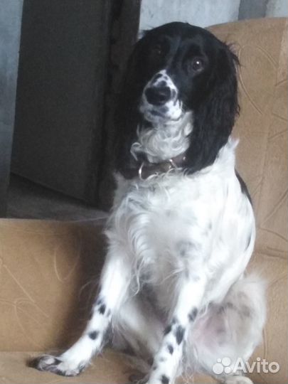 Кобель для вязки