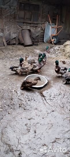 Дикая утка кряква