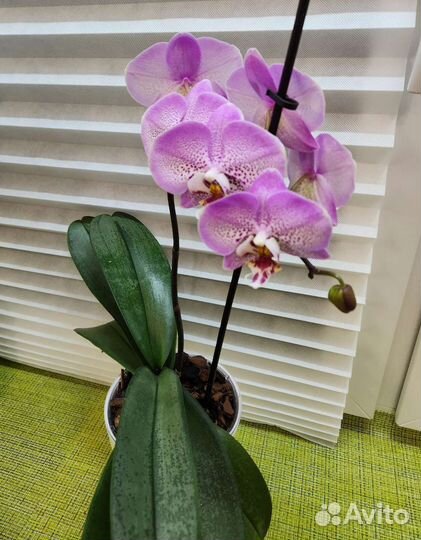 Орхидея мутант в автополиве