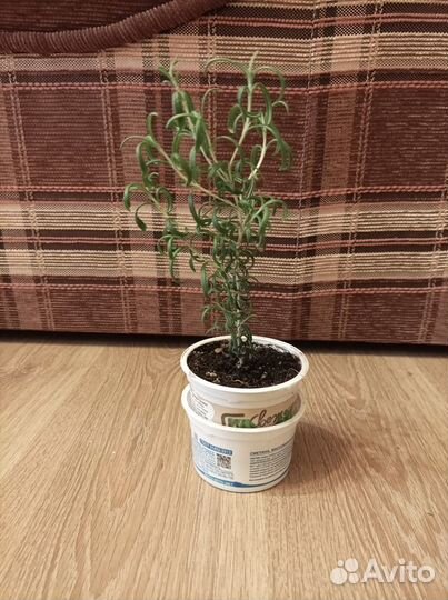 Розмарин деревце