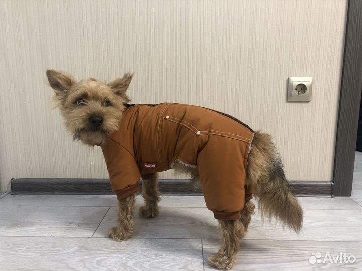 Комбинезон для собаки