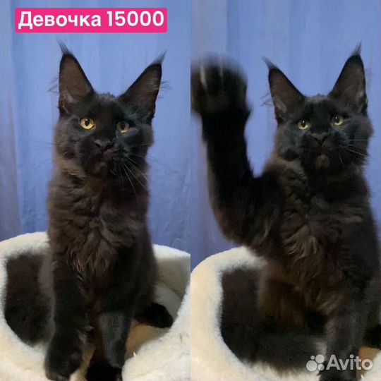 Котята мейн кун