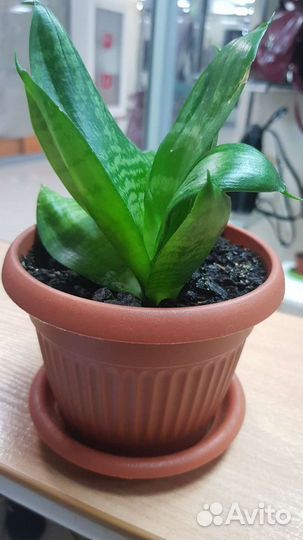 Сансевиерия