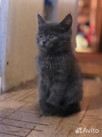 Шотладские котята