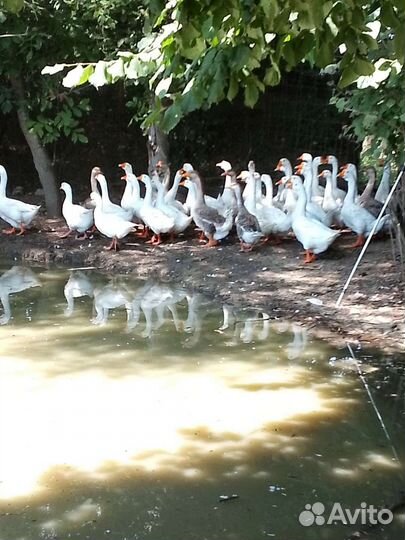 Холмогорские гуси и Линда