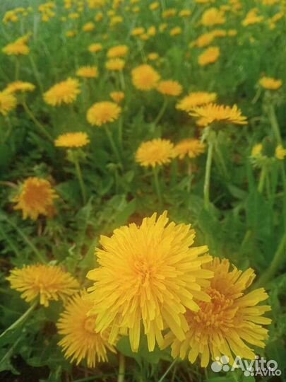 Варенье из одуванчиков