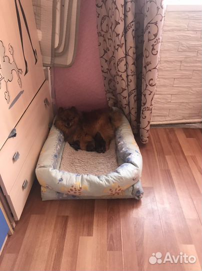 Померанский шпиц