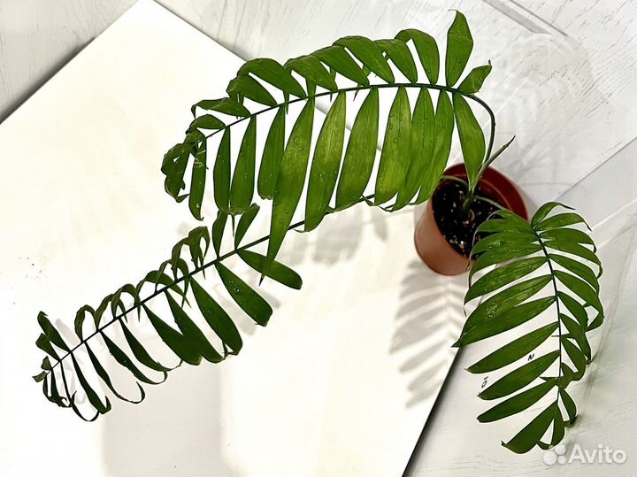 Пальма хамедорея