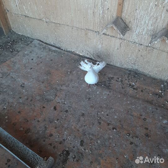 Голуби павлины