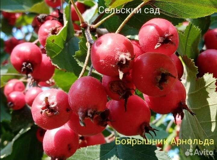 Боярышник, саженцы