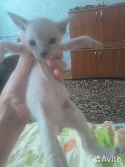 Канадский сфинкс эльф котенок