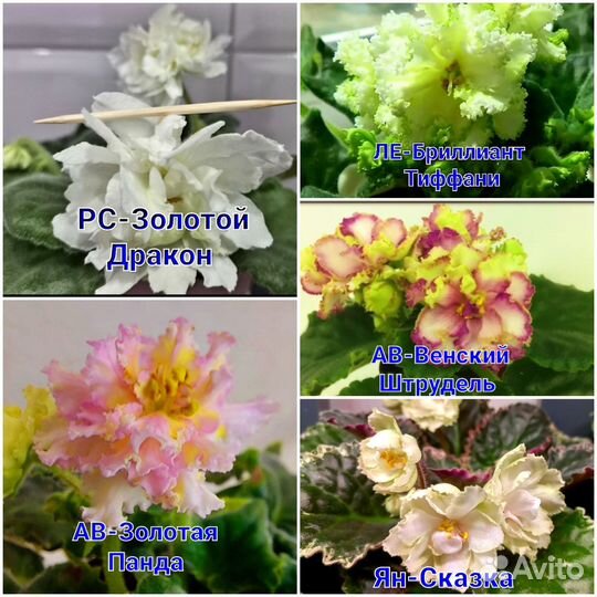 Фиалки жёлтых и красных сортов