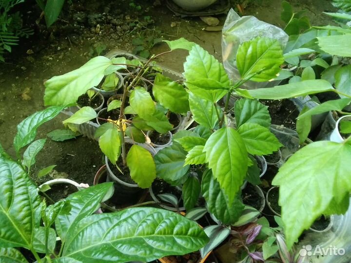 Сортовые гибискусы, клероден. том., манстеру, и др