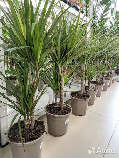 Драцена Маргината 2 ствола 17/75