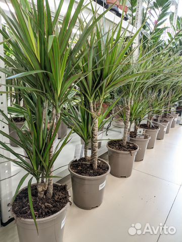 Драцена Маргината 2 ствола 17/75