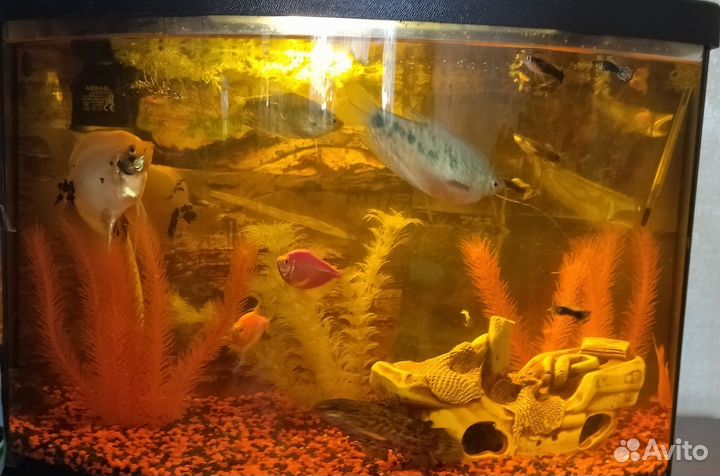 Аквариум
