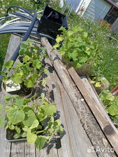 Огурцы кабачки тыква