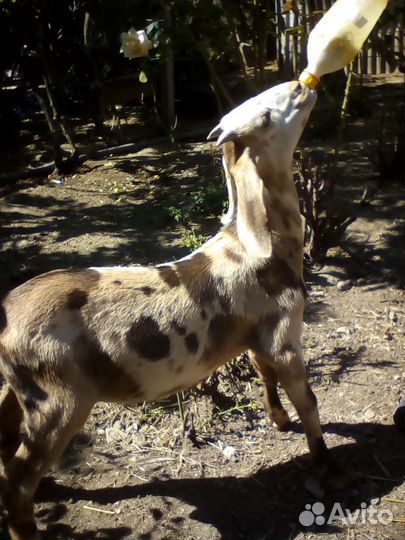 Англо нубийские козлята