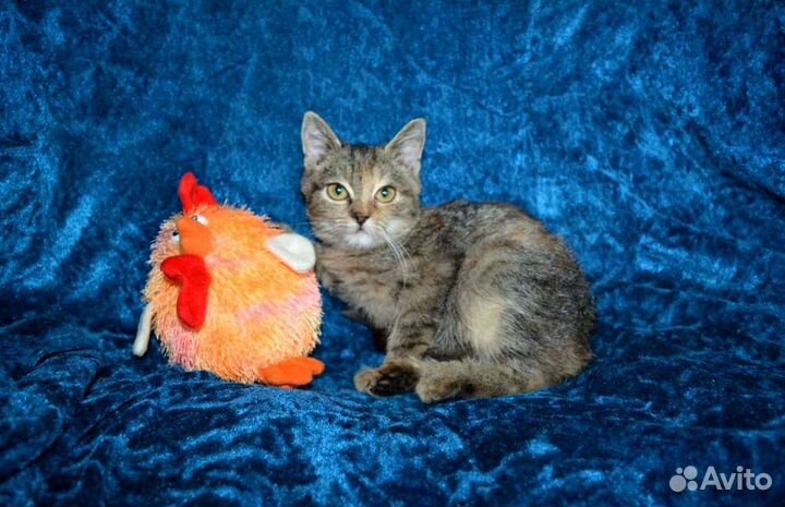 Красотка от британки