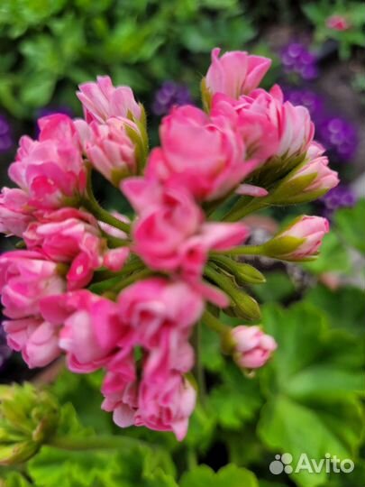 Пеларгония герань сортовая