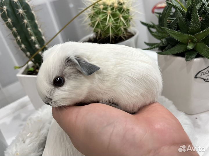 Калифорния морские свинки