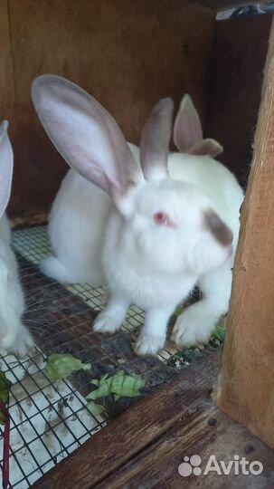 Кролики белый великан на племя,мясом