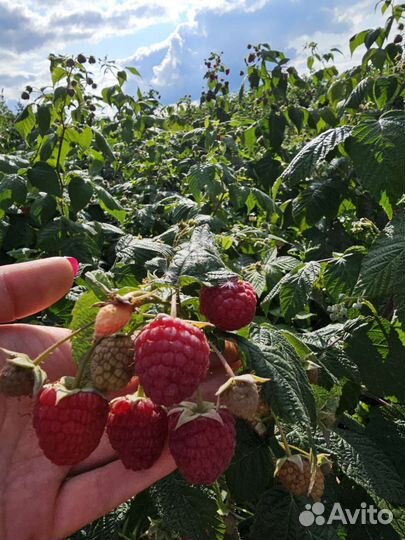 Саженцы малины