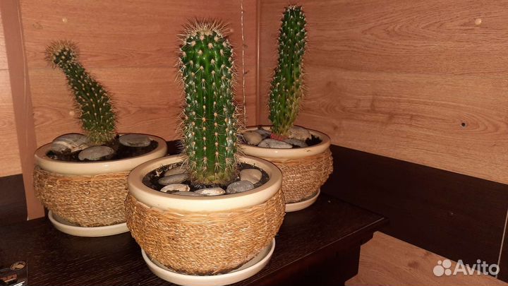 Кактусы в керамических горшках